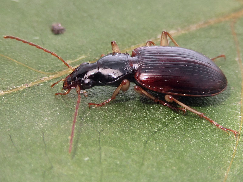 Carabidae: Paranchus albipes ? S !